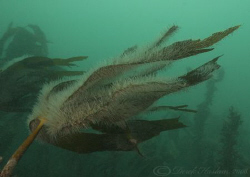 Bryozoans on kelp. Farne islands. D200, 20mm. by Derek Haslam 